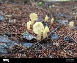 Attēlu rezultāti vaicājumam “Spathularia flavida”