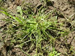 Attēlu rezultāti vaicājumam “Cyperus fuscus”