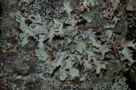 Attēlu rezultāti vaicājumam “Platismatia glauca”