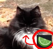 Image result for limecat
