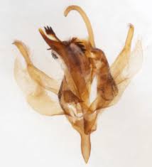 Attēlu rezultāti vaicājumam “Xanthorhoe spadicearia”