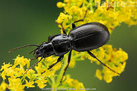 Attēlu rezultāti vaicājumam “Pterostichus melanarius”