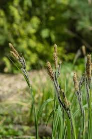 Attēlu rezultāti vaicājumam “Carex nigra”