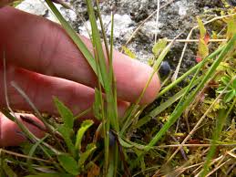 Attēlu rezultāti vaicājumam “Danthonia decumbens fruit”