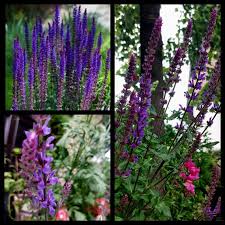 Attēlu rezultāti vaicājumam “Salvia nemorosa fruit”