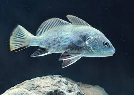 Image result for Sciaena umbra