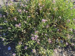 Attēlu rezultāti vaicājumam “Spergularia rubra”