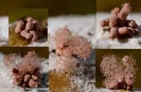 Attēlu rezultāti vaicājumam “Arcyria incarnata spores”