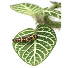 Attēlu rezultāti vaicājumam “Libellula quadrimaculata larva”