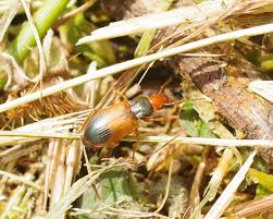 Attēlu rezultāti vaicājumam “Diachromus germanus”