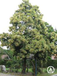 Attēlu rezultāti vaicājumam “Castanea sativa”