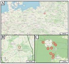Attēlu rezultāti vaicājumam “Oligonema flavidum spores”
