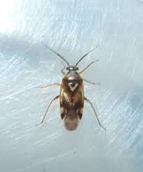 Attēlu rezultāti vaicājumam “Orthops basalis”