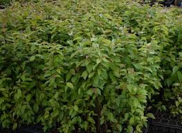 Attēlu rezultāti vaicājumam “Betula alleghaniensis”