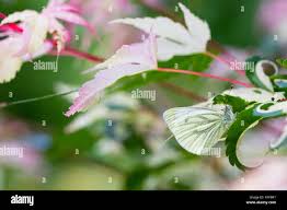 Attēlu rezultāti vaicājumam “Pieris napi underside”