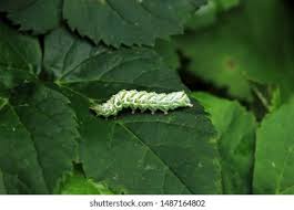 Attēlu rezultāti vaicājumam “Abrostola tripartita”