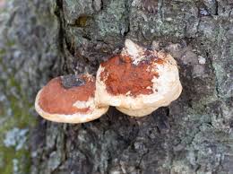 Attēlu rezultāti vaicājumam “Fomitopsis pinicola”