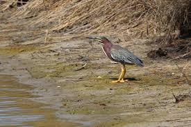 Image result for Butorides virescens