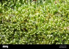 Attēlu rezultāti vaicājumam “Odontoschisma denudatum”