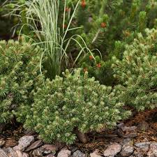 Attēlu rezultāti vaicājumam “Pinus mugo”