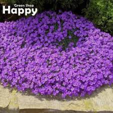 Image result for Aubrieta hybrida (cultorum)