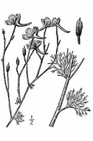 Image result for Consolida ajacis oder Consolida regalis