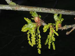Attēlu rezultāti vaicājumam “Quercus robur male flower”