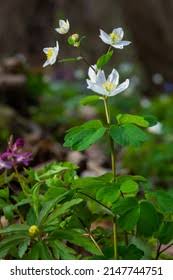 Attēlu rezultāti vaicājumam “Isopyrum thalictroides”