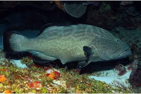 Image result for Mycteroperca bonaci