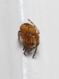 Attēlu rezultāti vaicājumam “Araneus diadematus juvenile”