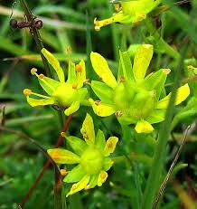 Attēlu rezultāti vaicājumam “Saxifraga cymbalaria flower”