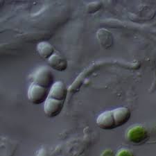 Attēlu rezultāti vaicājumam “Ramalina fastigiata”