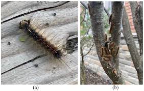 Attēlu rezultāti vaicājumam “Lymantria dispar larva”