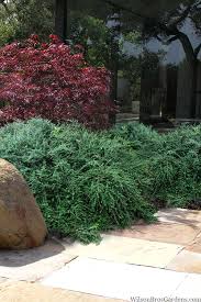 Attēlu rezultāti vaicājumam “Cotoneaster multiflorus leaf”