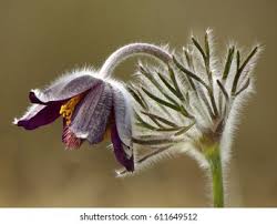 Attēlu rezultāti vaicājumam “Pulsatilla pratensis bud”