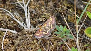 Attēlu rezultāti vaicājumam “Pyrausta purpuralis”