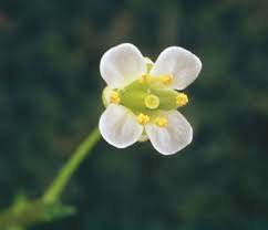 Attēlu rezultāti vaicājumam “Capsella bursa-pastoris flower”