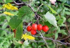 Attēlu rezultāti vaicājumam “Crataegus x macrocarpa fruit”
