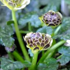 Attēlu rezultāti vaicājumam “Ficaria verna flower”