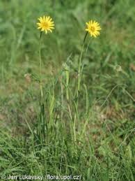 Attēlu rezultāti vaicājumam “Tragopogon pratensis subsp. pratensis leaf”