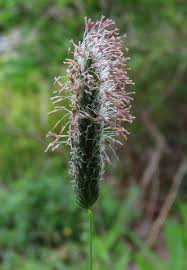 Attēlu rezultāti vaicājumam “Festuca altissima flower”