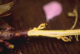 Attēlu rezultāti vaicājumam “Prunus cerasifera var. divaricata bud”