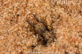 Attēlu rezultāti vaicājumam “Myrmeleontidae”