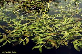 Attēlu rezultāti vaicājumam “Potamogeton lucens leaf”