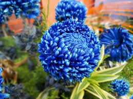 Image result for Chrysanthemum ptarmiciflorum