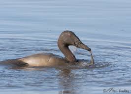 Image result for Aythya valisineria