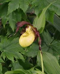 Attēlu rezultāti vaicājumam “Cypripedium calceolus leaf”
