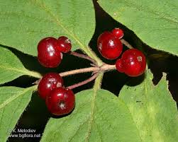 Attēlu rezultāti vaicājumam “Lonicera xylosteum fruit”
