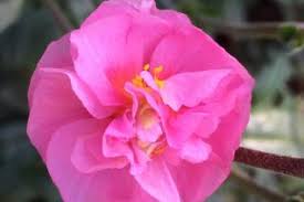 Attēlu rezultāti vaicājumam “Helianthemum x hybridum flower”