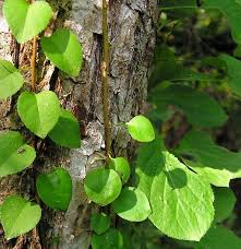 Attēlu rezultāti vaicājumam “Celastrus flagellaris”